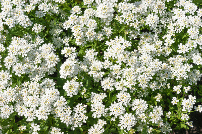 常绿的糖丛(伊比利亚)花