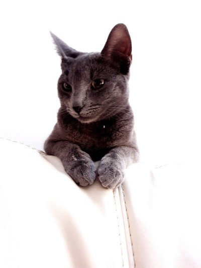 Grey六个月大的小猫