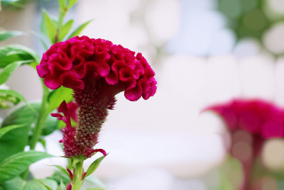 红鸡冠花，中国毛花，叶绿