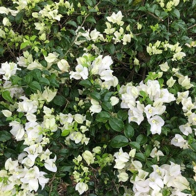 叶子花属glabra