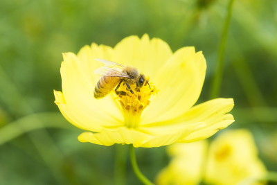 蜜蜂在黄花上