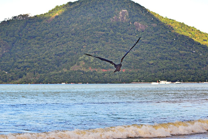 美丽的海鸦飞行