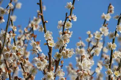 白色的梅花盛开在日本千叶的横滨町