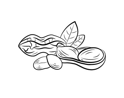 矢量插图，花生与叶子，黑白图标模板孤立在白色背景。