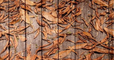 木地板上干燥的叶子纹理