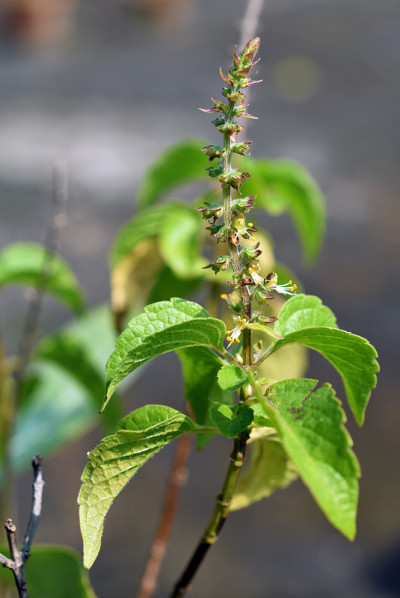 神圣罗勒(Ocimum tenuiflorum)植物的花序和叶在灰色背景上