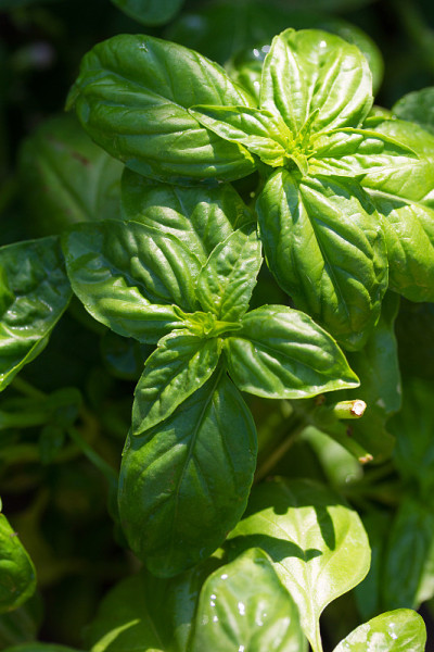 自家种植的有机罗勒束生长和繁茂的花园