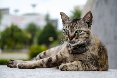 猫