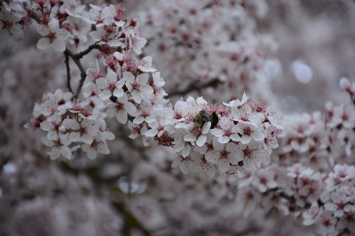 樱花的树。