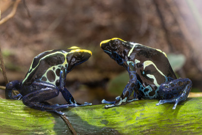 染毒箭蛙(dendrobates tintorius)
