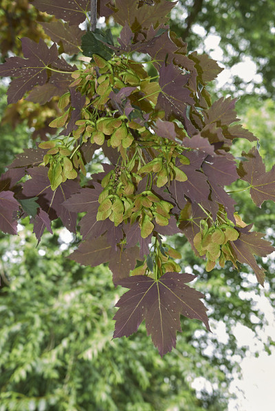 宏碁pseudoplatanus atropurpureum