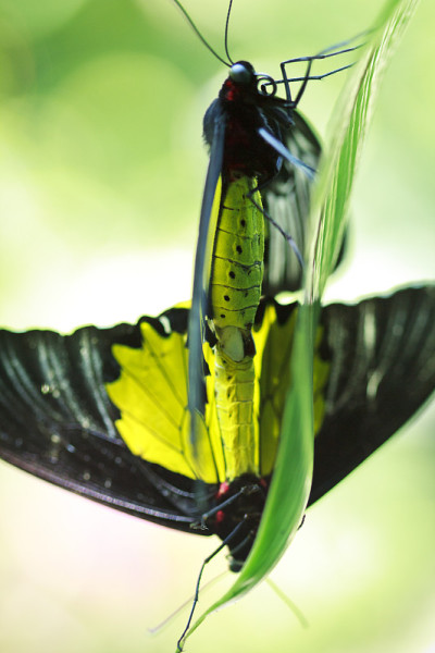 Papilio Palinurus交配