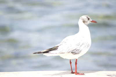 近距离观察海鸥(Larus argentatus)站在海边