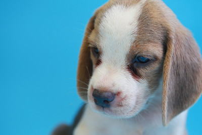 2个月的小猎犬小狗坐下来，看着蓝屏上的摄像机