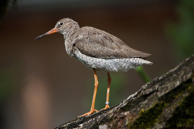 普通redshank (Tringa to伤风)。