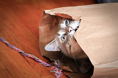 一只疯狂的猫在咬纸袋的边缘