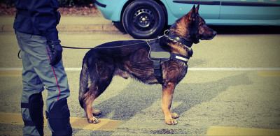 训练有素的警犬在街道上监视