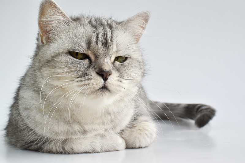一只带条纹的严肃的猫躺在白色的背景上。宠物。