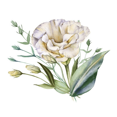 白玫瑰。Eustoma。孤立在白色背景上。