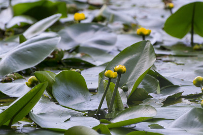 黄睡莲lutea