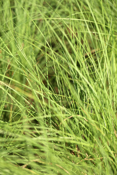 照片绿草