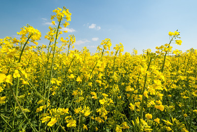 开花油菜籽