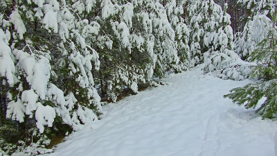 电影镜头走下雪道通过长长的对称的松树，新鲜的雪落稳定镜头。圣诞树是户外美丽的自然景观