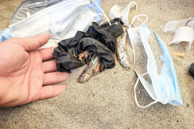 男人在塑料污染的海岸捡起死鱼，医疗废物污染