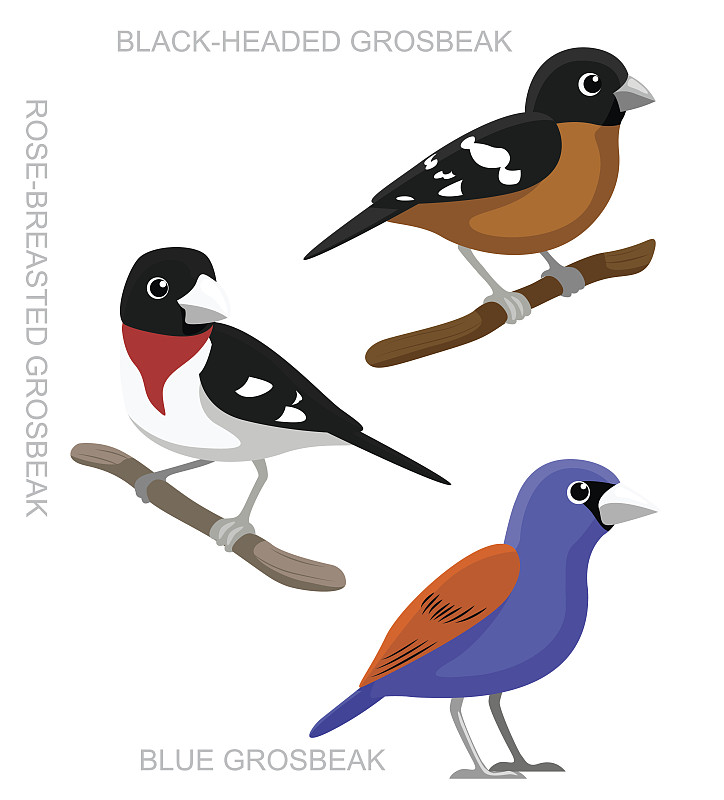 鸟格罗斯比克设置卡通矢量插图