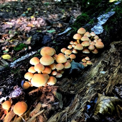 Hypholoma fasciculare