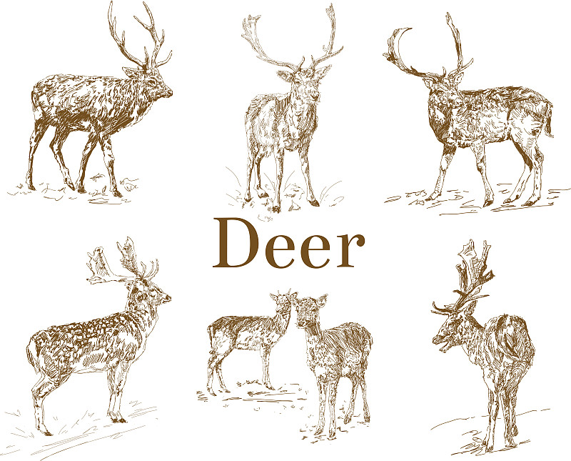 Nature objects. Vintage engraving. Hand drawn, doo