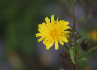 粗糙Hawksbeard