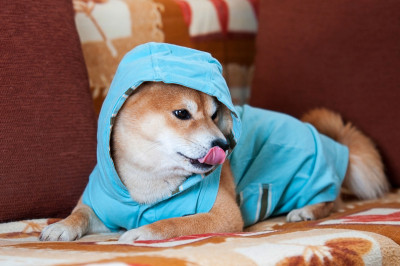 快乐的柴犬和蓝色夹克在床上