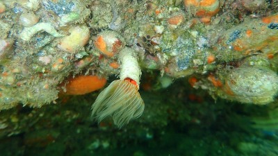 多毛纲海底光滑管虫或红点马蹄虫(管原虫)