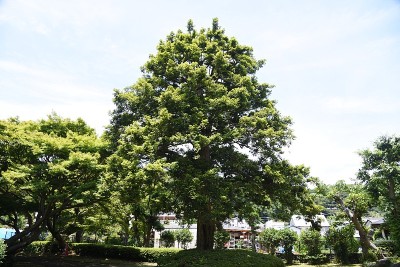 日本torreya树