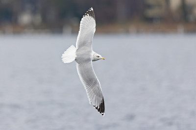 一只欧洲银鸥(Larus argentatus)在柏林市的一个湖里飞行