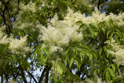 白蜡树在开花