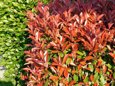 photinia——对冲