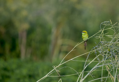 bee eater