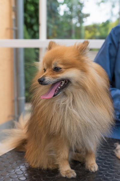 德国博美犬在梳妆台上摆姿势