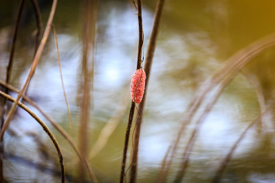 蛋金苹果钉，蛋沟苹果钉;龙葵，自然背景的苹果蜗牛蛋