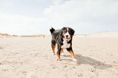 快乐嬉戏的berner sennen狗户外沙丘景观。