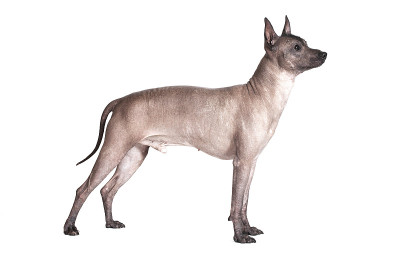 墨西哥xoloitzcuintle公犬孤立在白色上