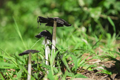 滴墨蘑菇