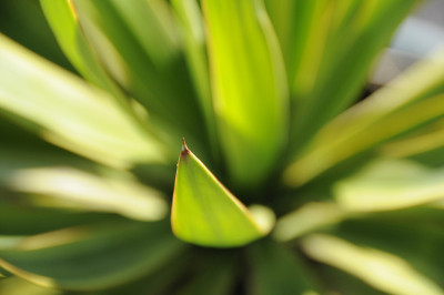 丝兰植物近距离