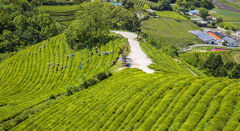 宝城大韩茶园绿茶田园风光