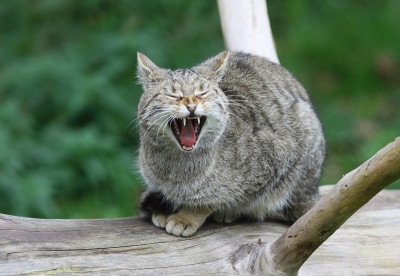 打哈欠的野猫
