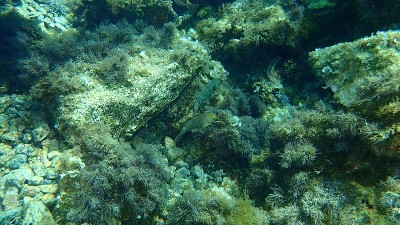 地中海鹦嘴鱼