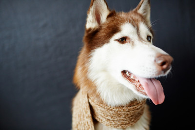 西伯利亚雪橇犬