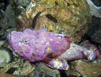 魔鬼蝎子鱼(Scorpaenopsis diabolus)